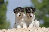 FOX TERRIER 257